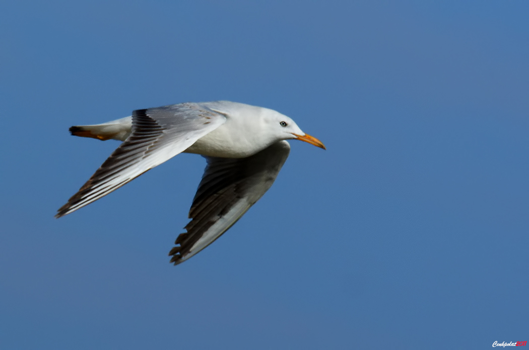 Slender-billed Gull