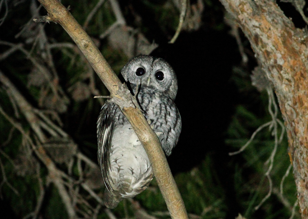 Tawny Owl