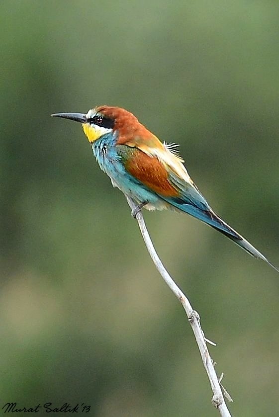European Bee-eater