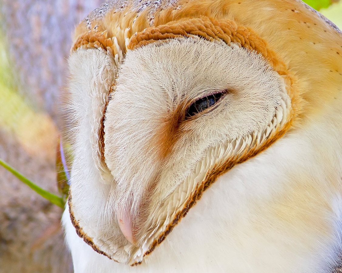 Western Barn Owl