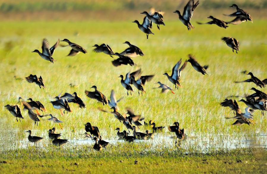 Eurasian Teal