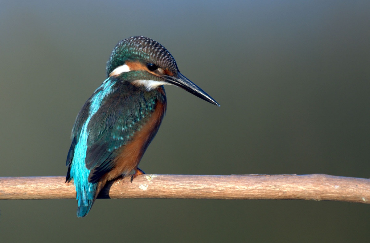 Common Kingfisher