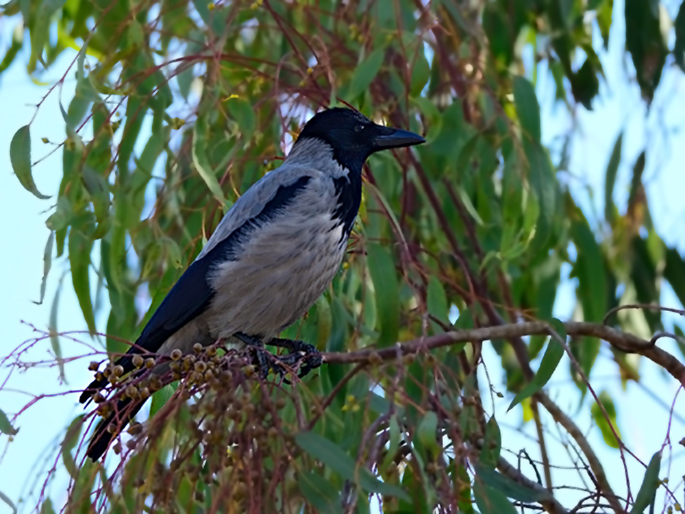 Hooded Crow