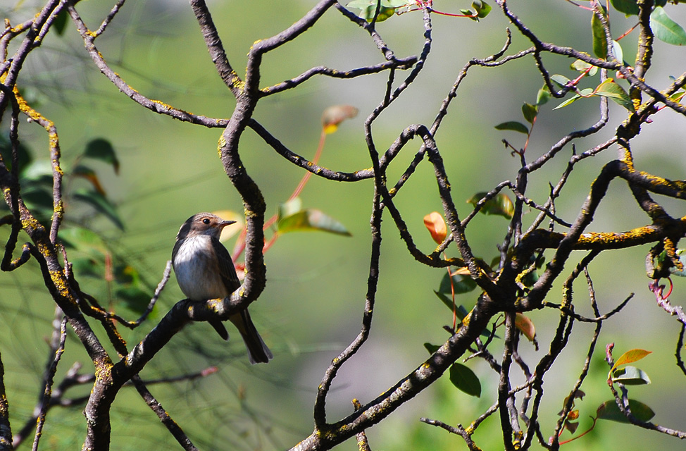 Spotted Flycatcher