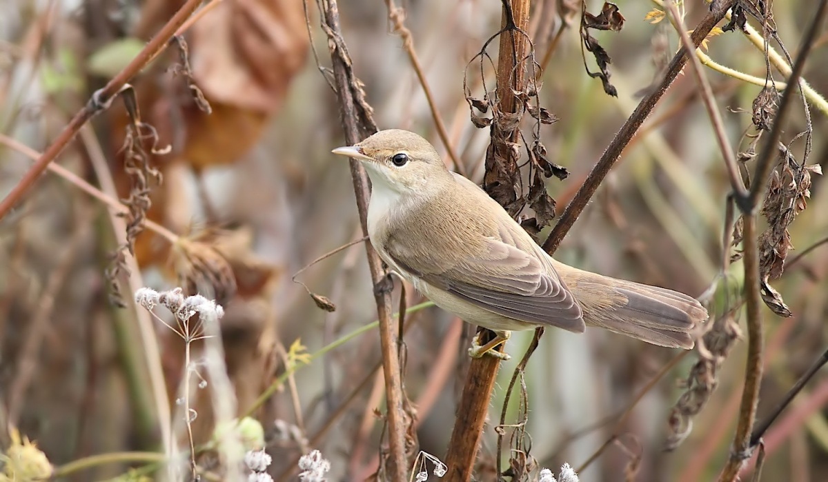 Marsh Warbler