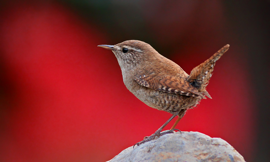 Eurasian Wren