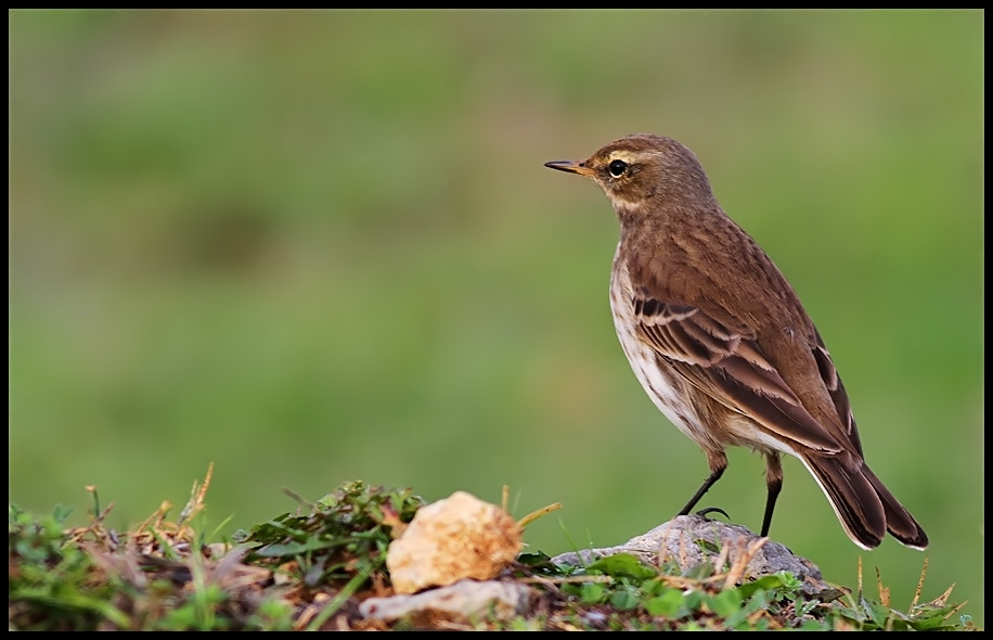 Water Pipit
