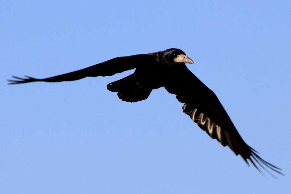 Rook