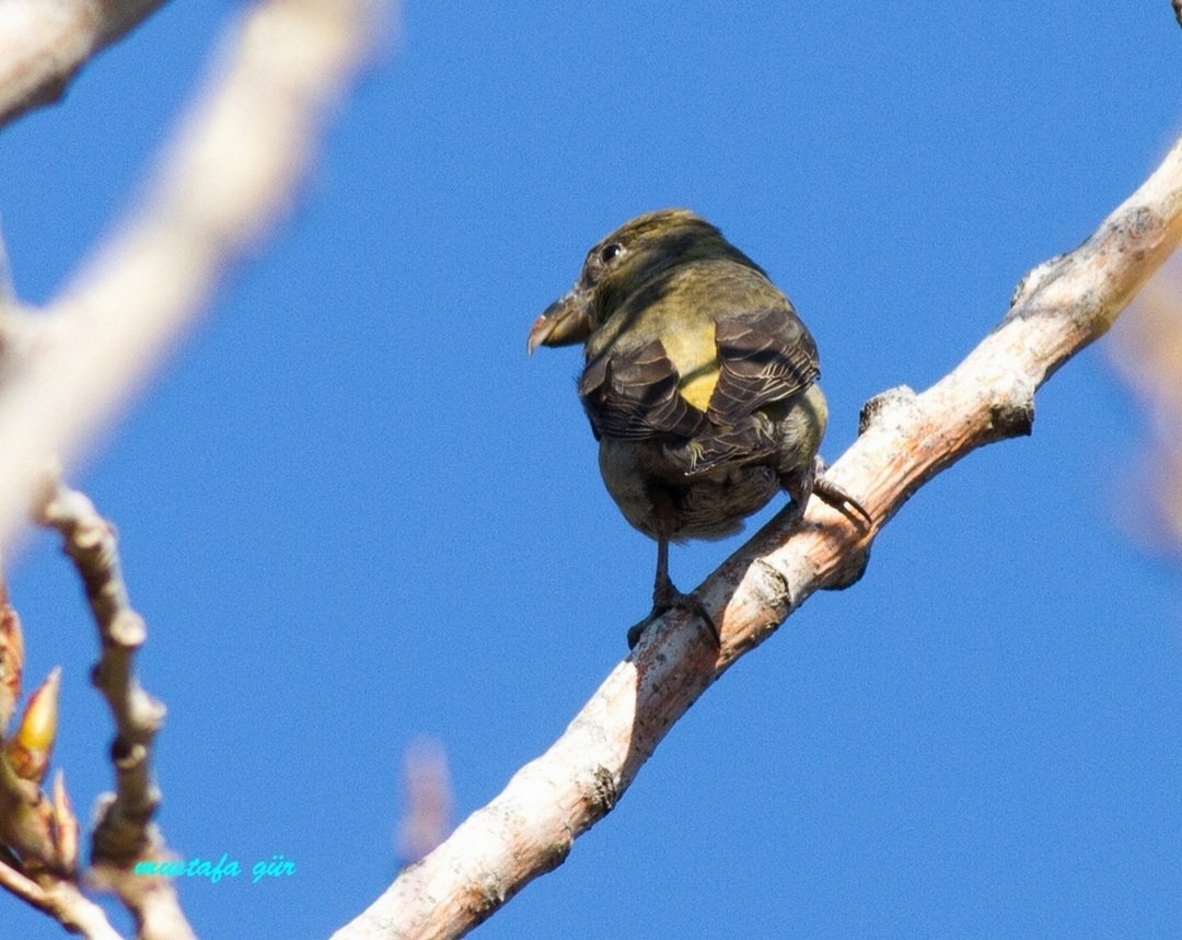 Red Crossbill