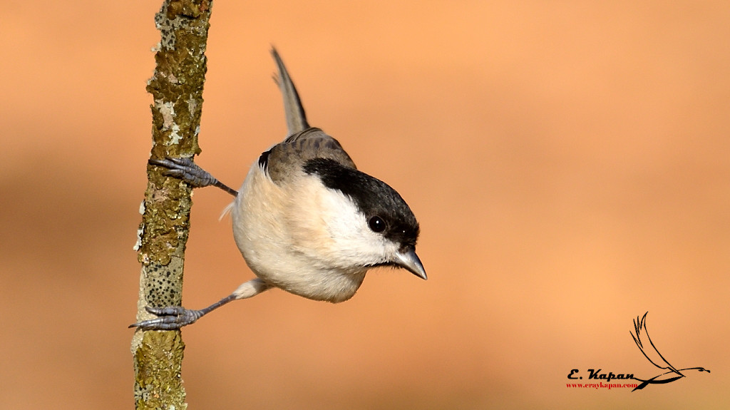 Marsh Tit