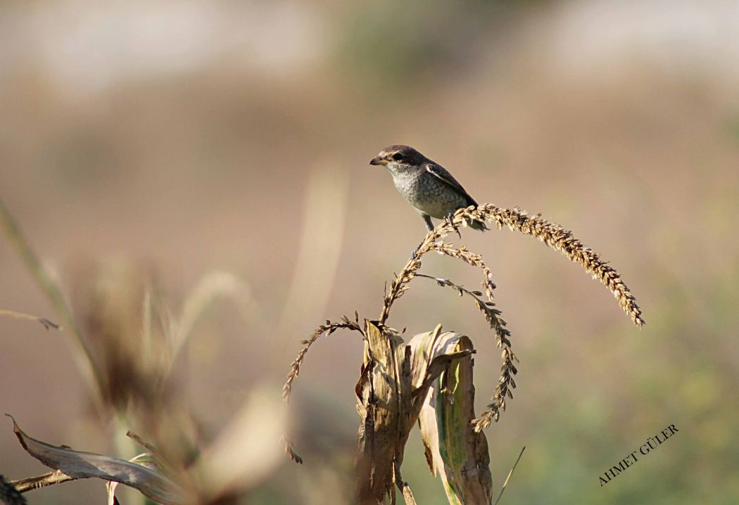 Red-backed Shrike