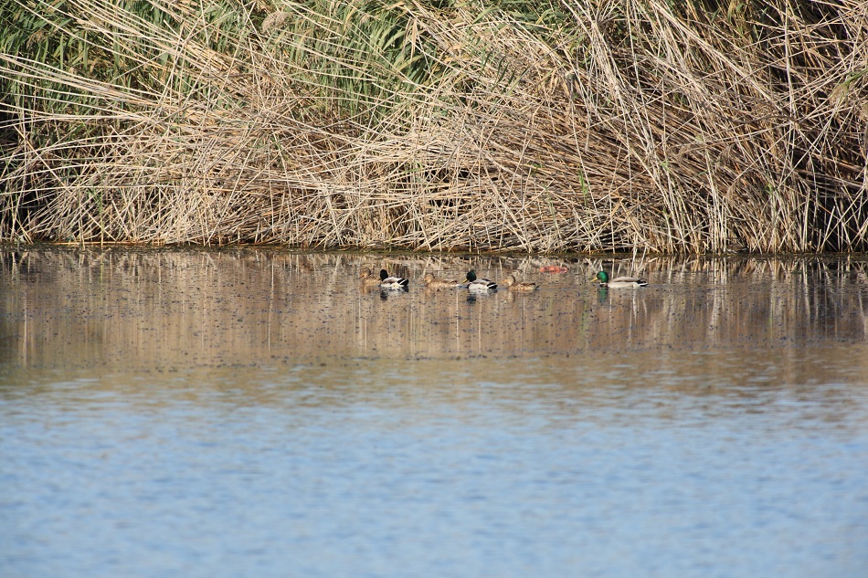 Mallard