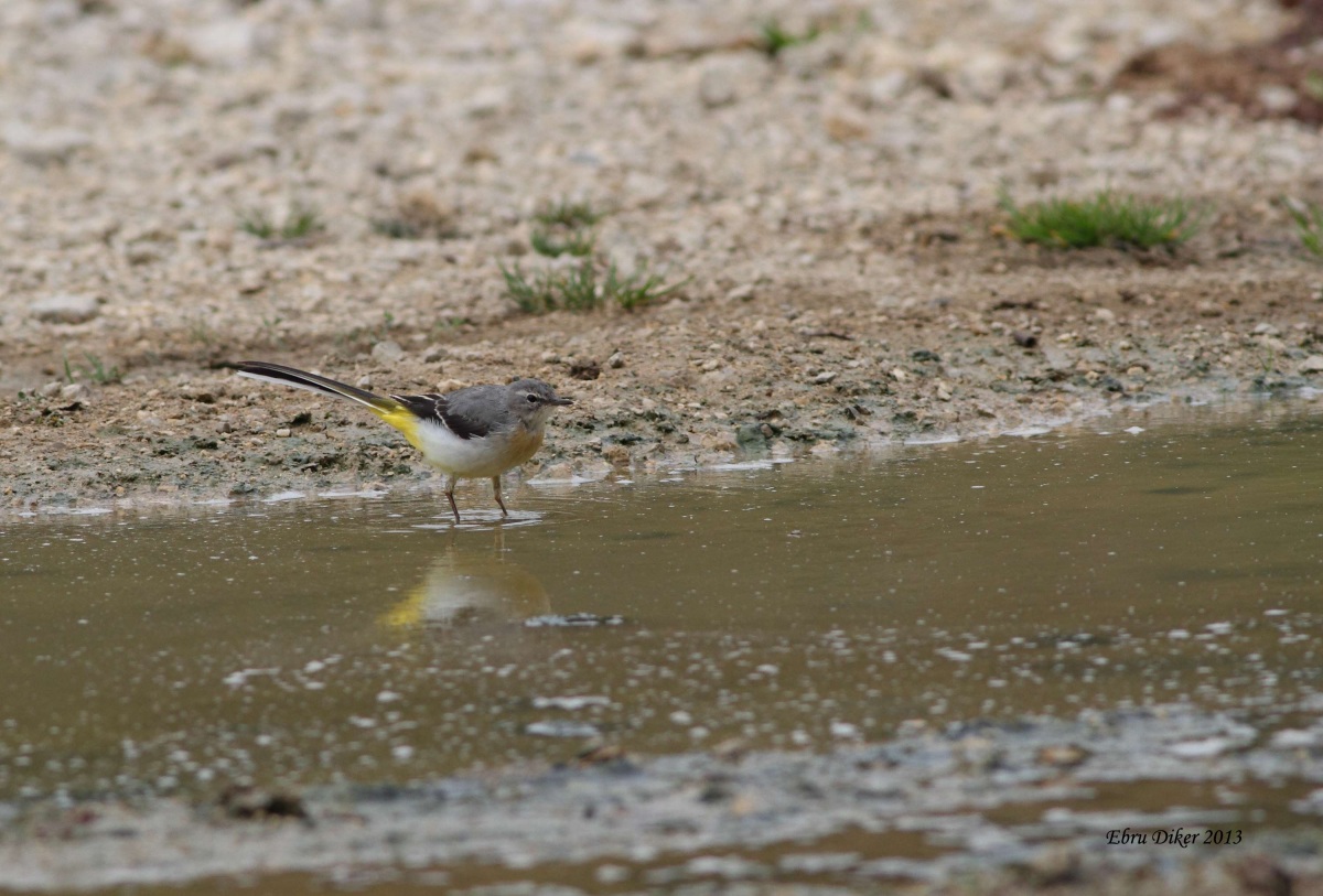 Grey Wagtail