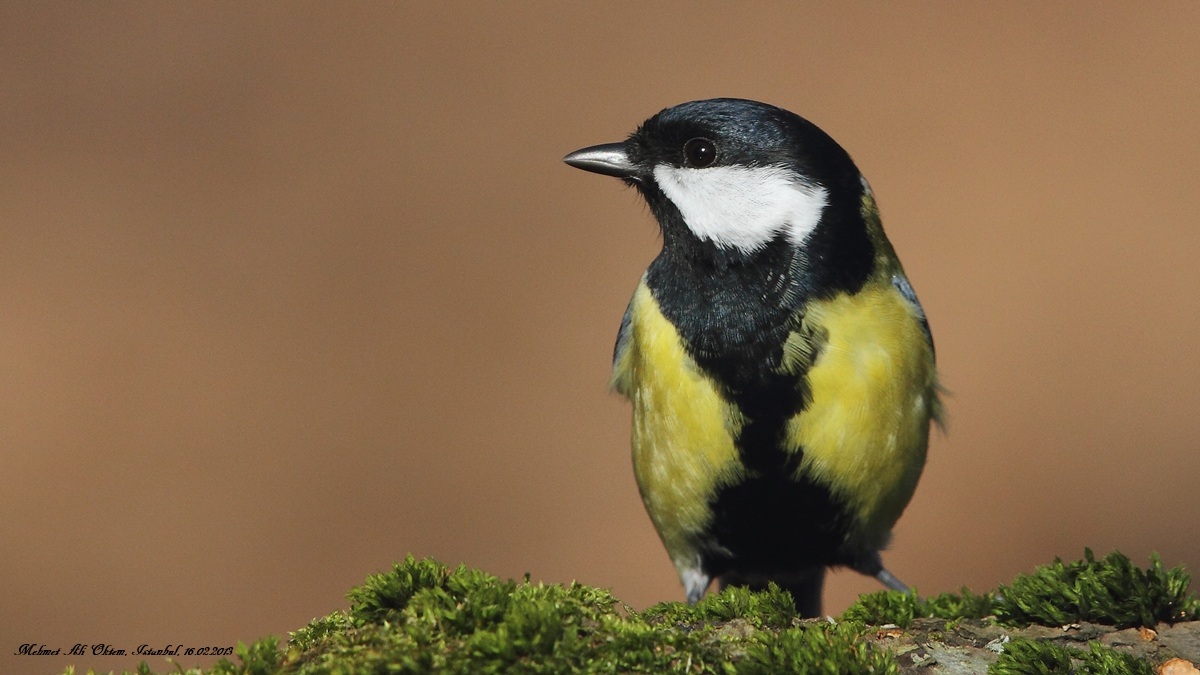 Great Tit