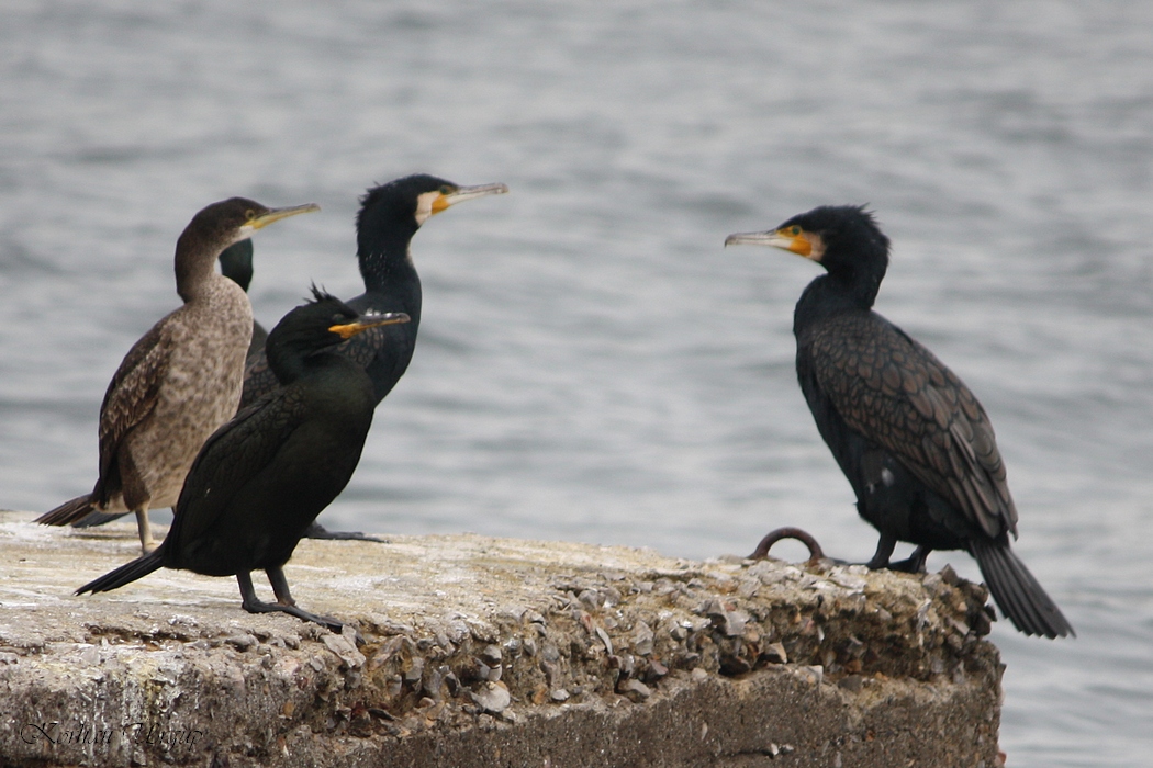 European Shag