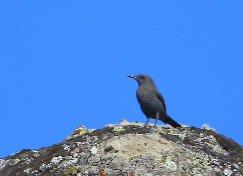Blue Rock Thrush
