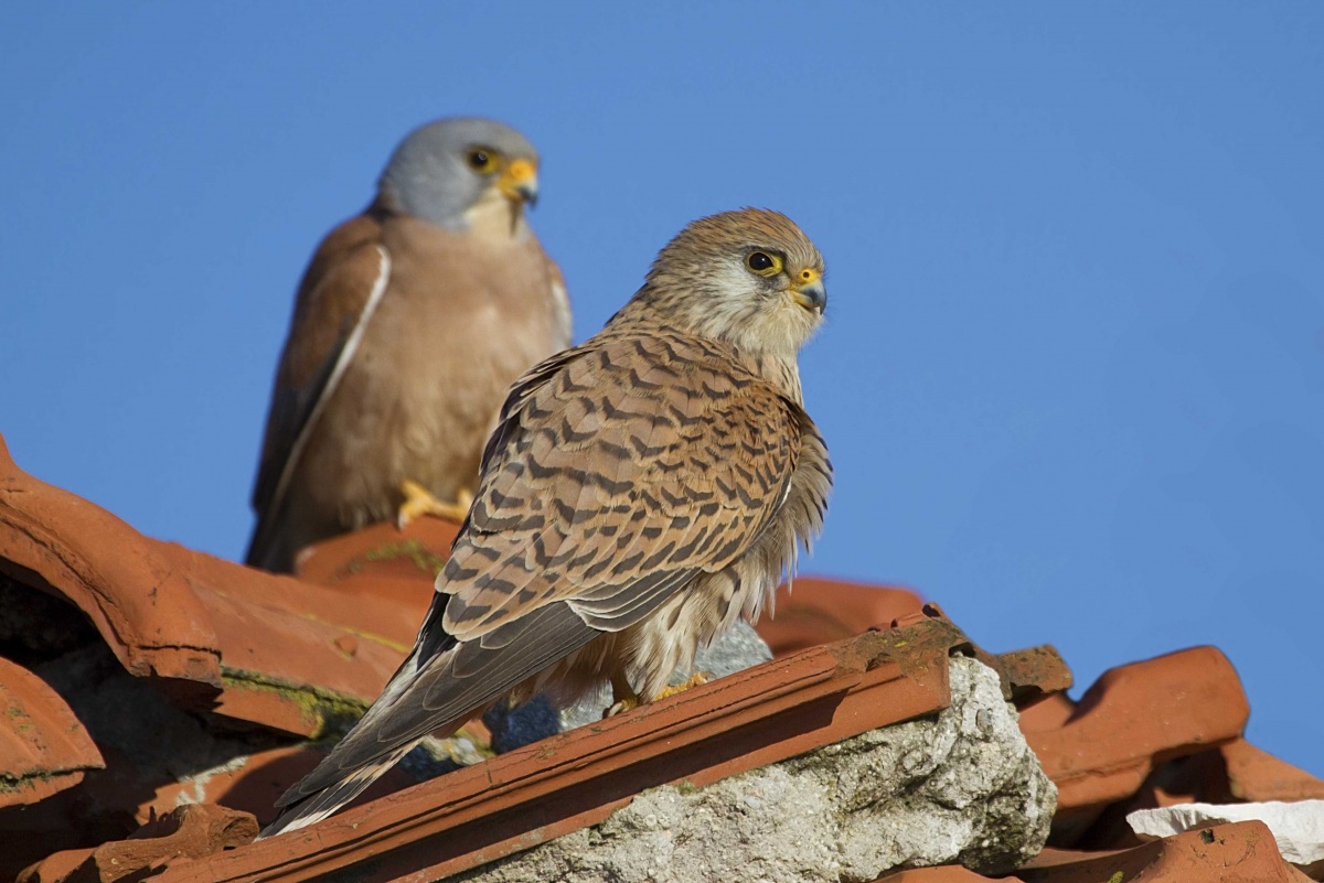 Lesser Kestrel