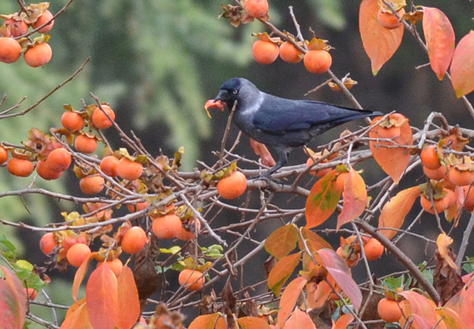 Western Jackdaw