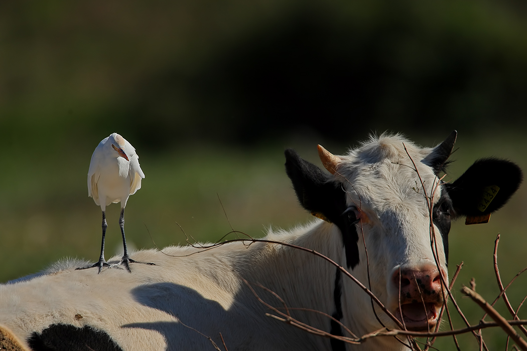 Western Cattle Egret