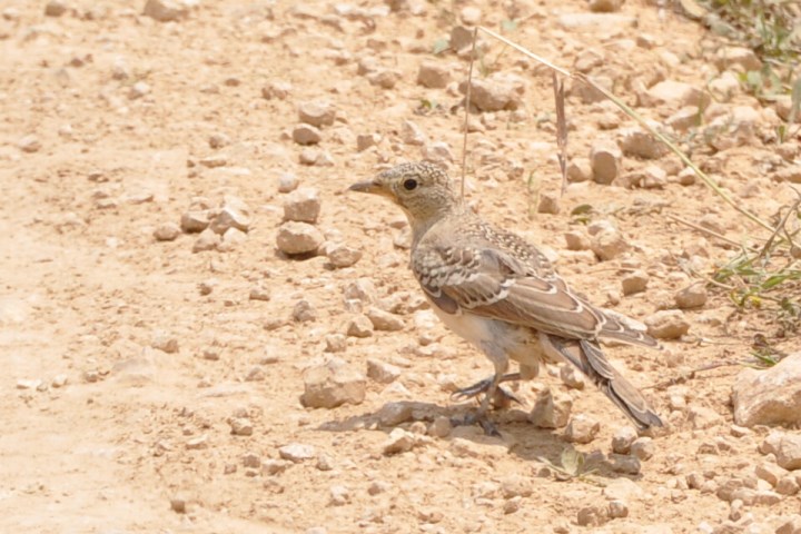 Horned Lark
