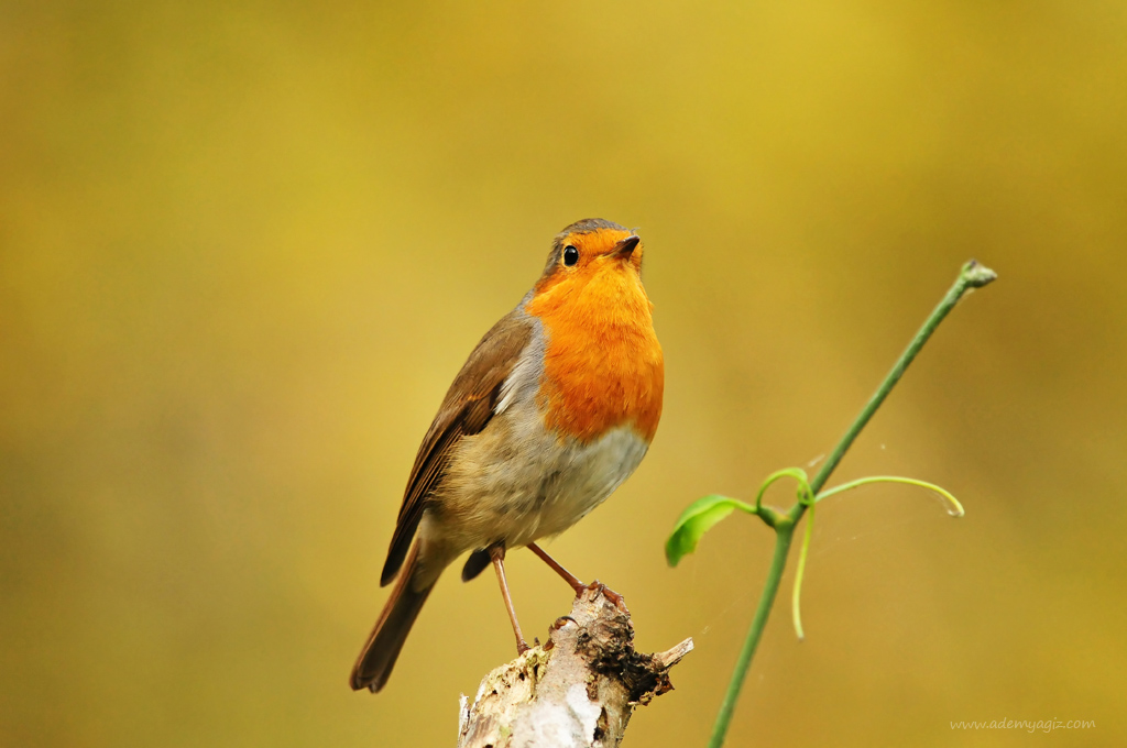 European Robin