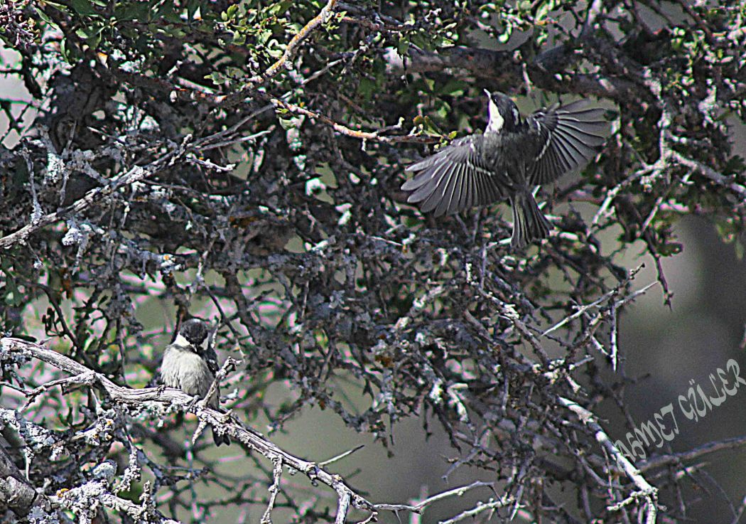 Coal Tit