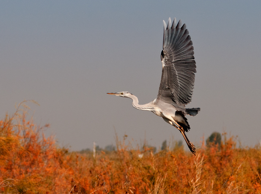 Grey Heron