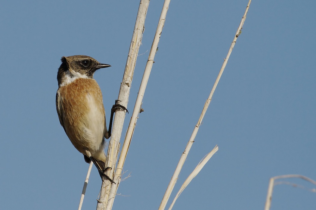 European Stonechat