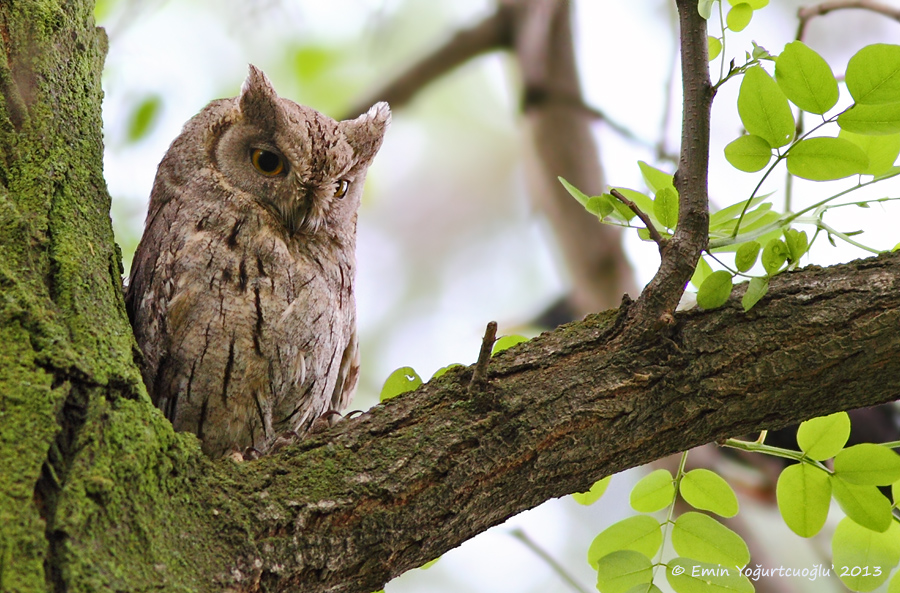 Pallid Scops Owl