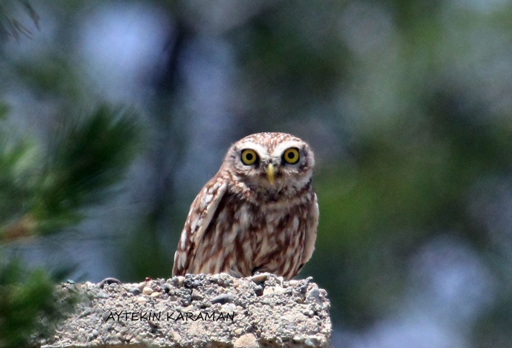 Little Owl