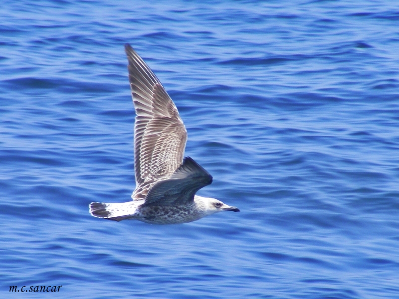 Yellow-legged Gull