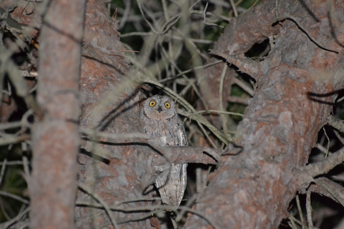 Eurasian Scops Owl