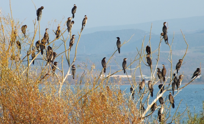 Pygmy Cormorant
