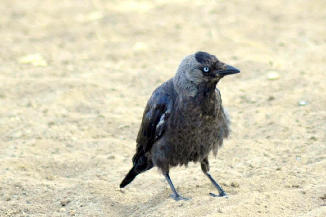 Western Jackdaw