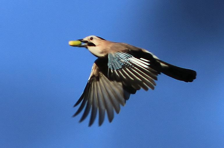Eurasian Jay