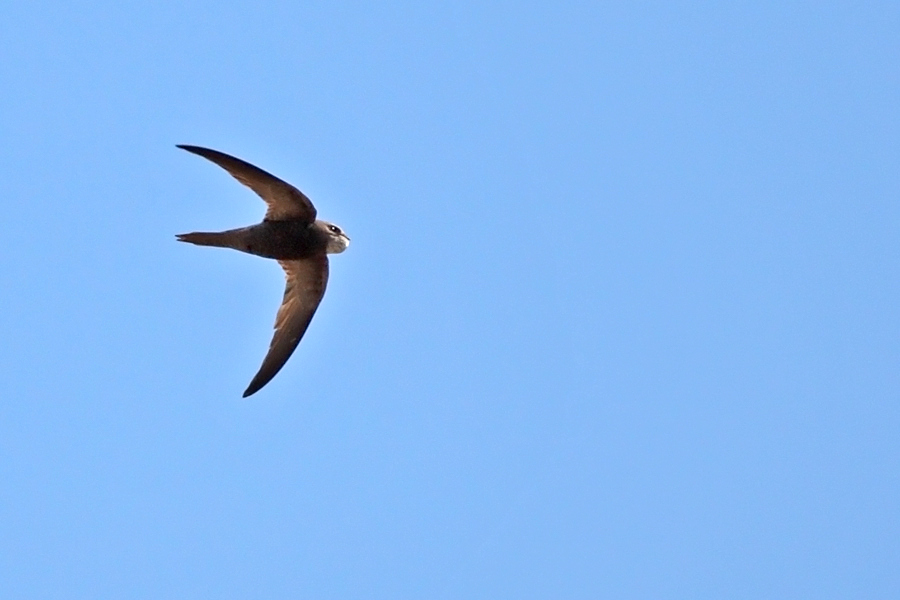Pallid Swift