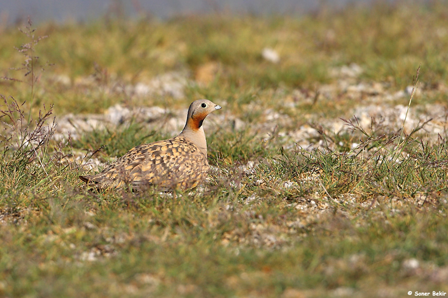 Black-bellied Sandgrouse