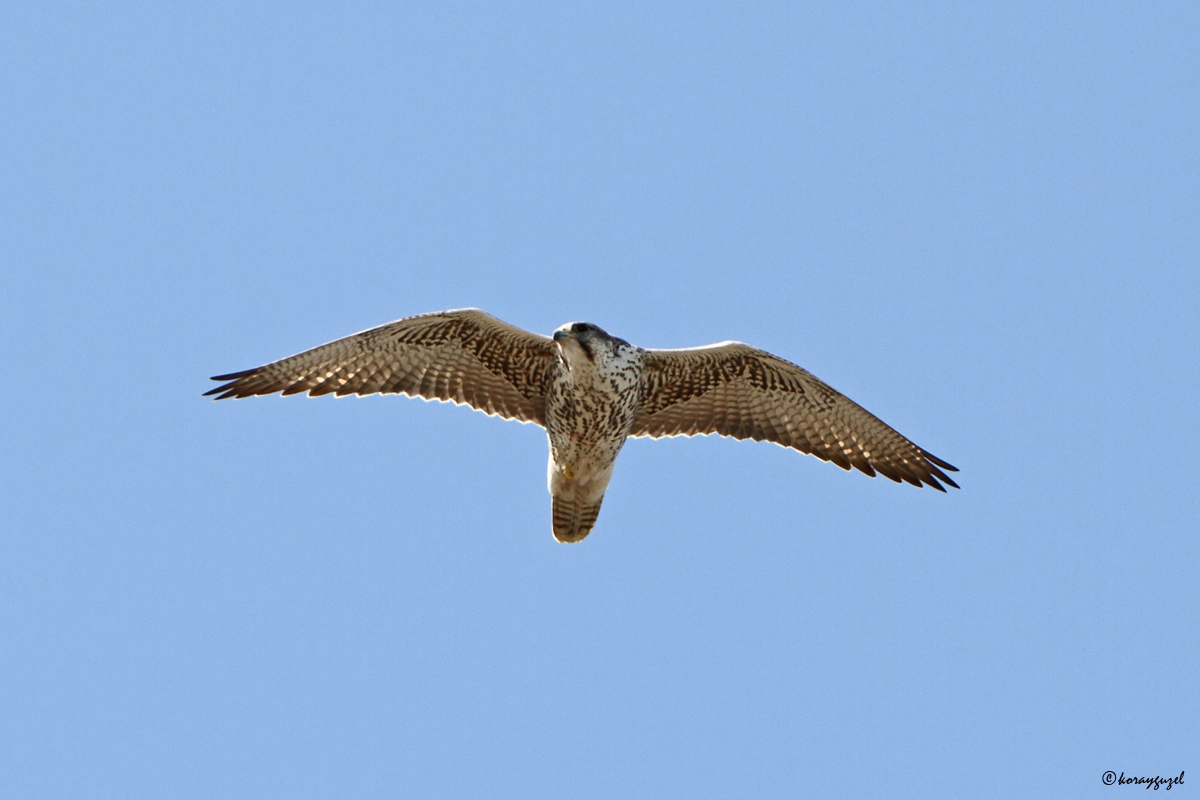 Lanner Falcon
