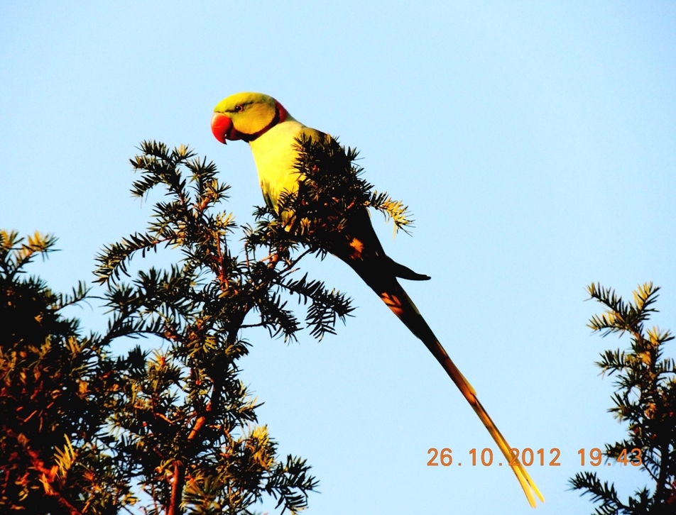 Alexandrine Parakeet