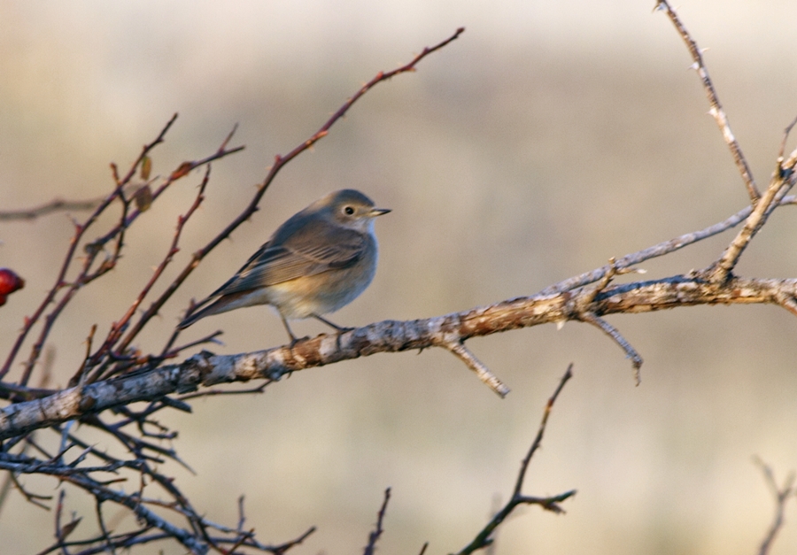 Common Redstart
