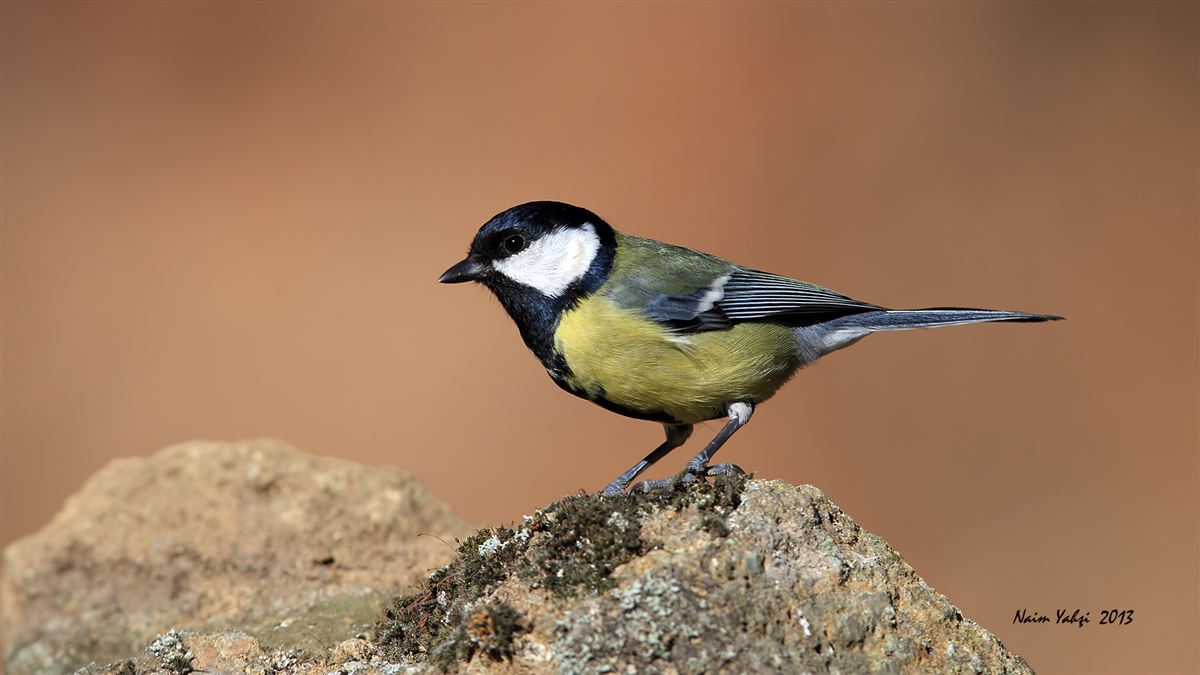 Great Tit