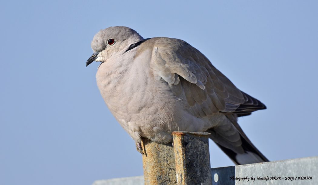 Eurasian Collared Dove