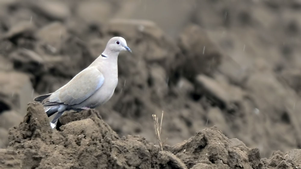 Eurasian Collared Dove