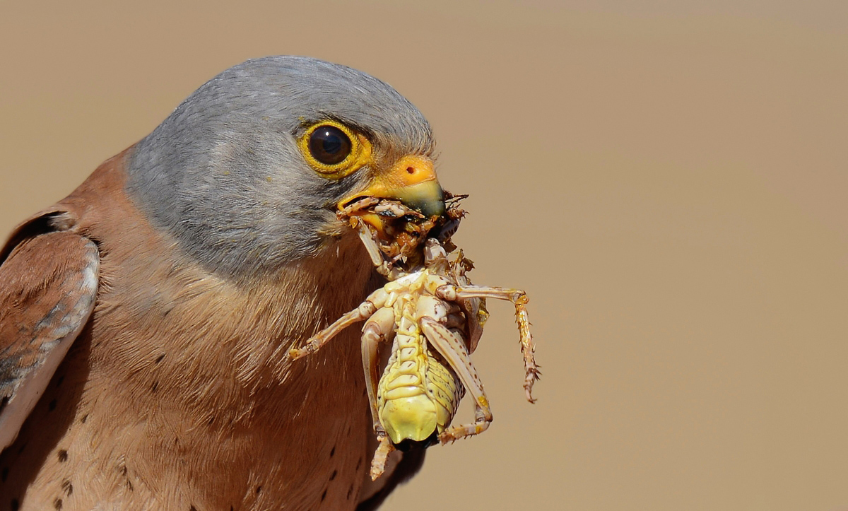 Lesser Kestrel