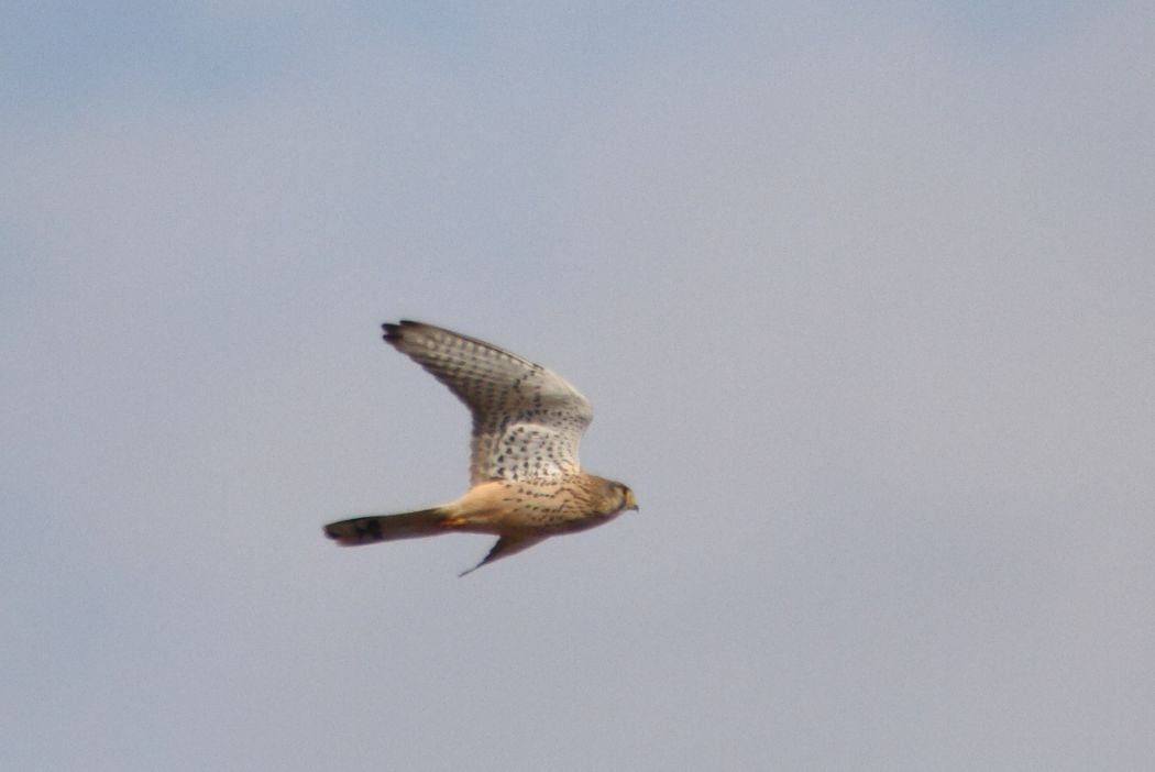 Common Kestrel
