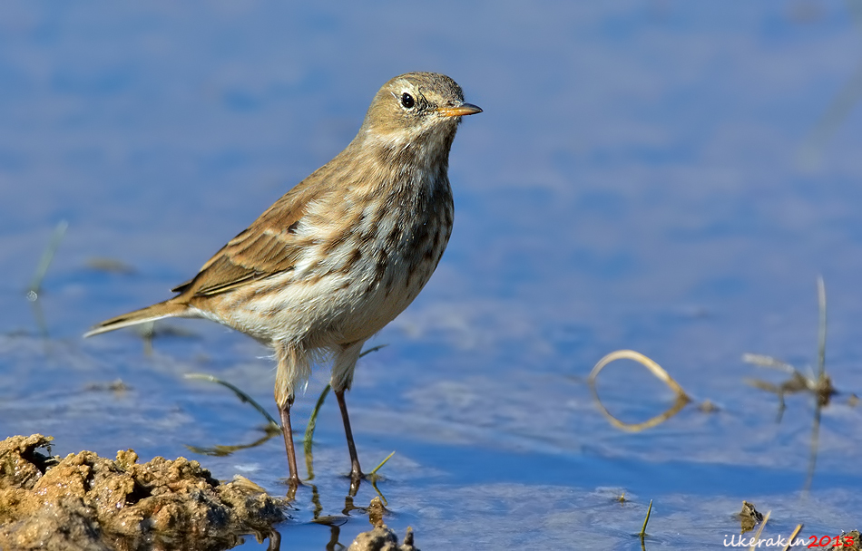 Water Pipit