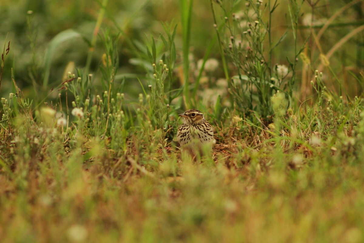 Woodlark