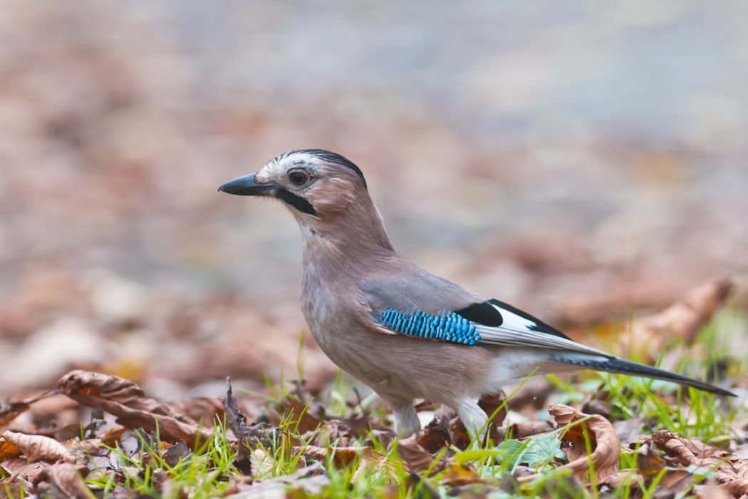 Eurasian Jay