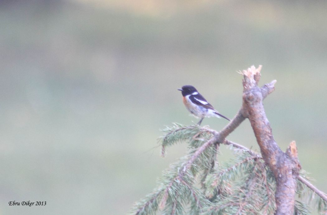 European Stonechat