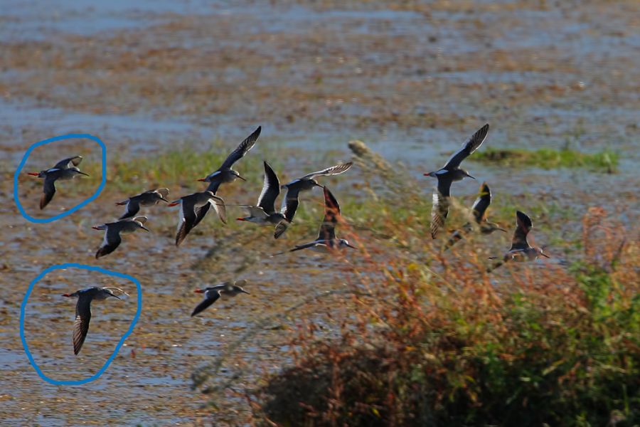 Spotted Redshank